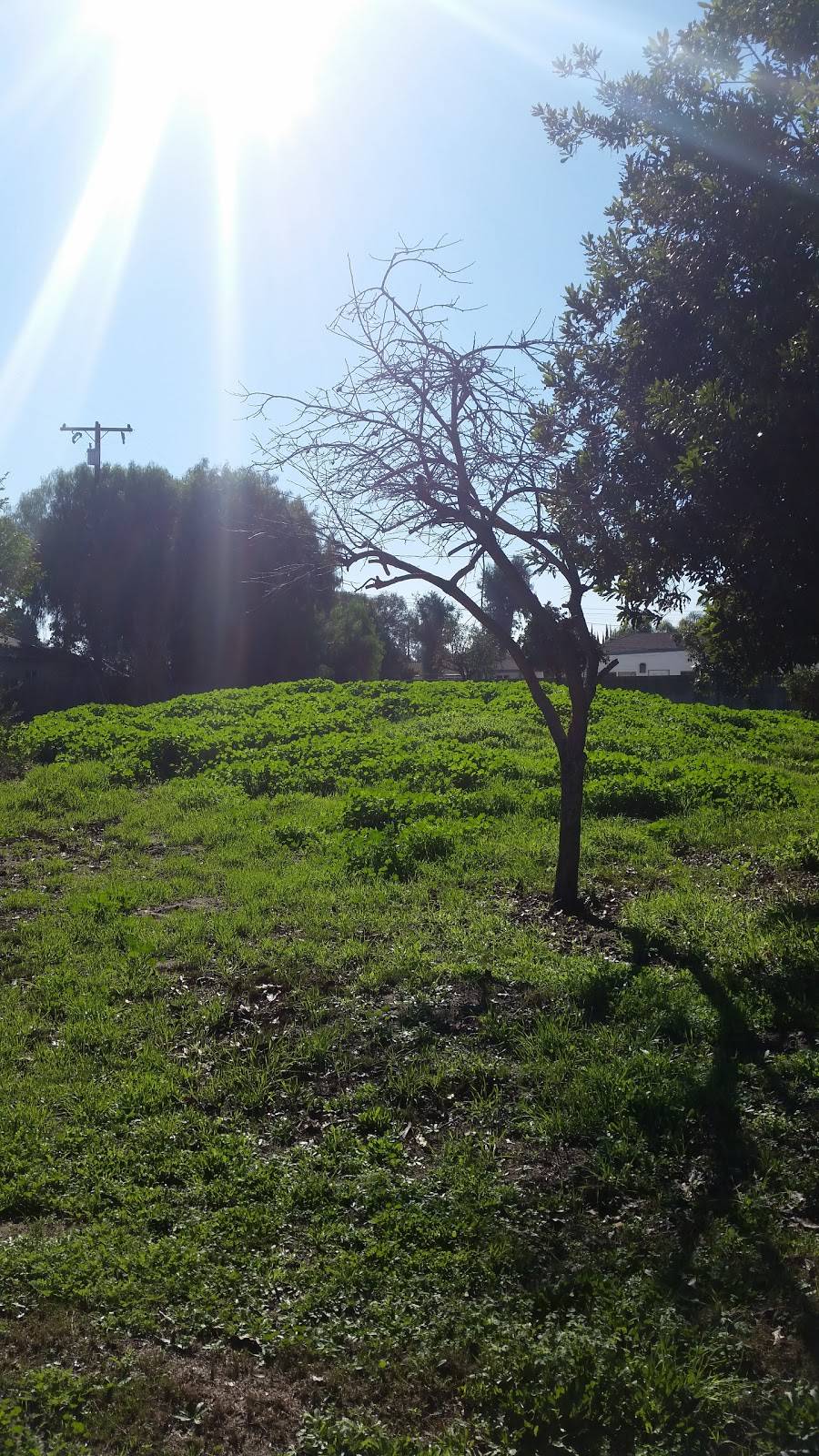 Taqueria El Rancho | meal delivery | 8040 Orangewood Ave, Stanton, CA 90680, USA | 7148938442 OR +1 714-893-8442