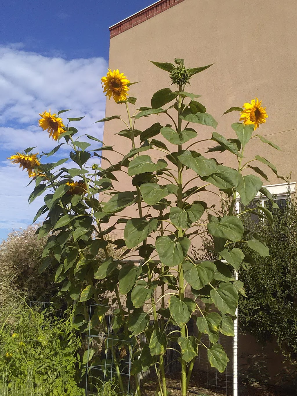 The Firebird | restaurant | 1808 Espinacitas St, Santa Fe, NM 87505, USA | 5059835264 OR +1 505-983-5264