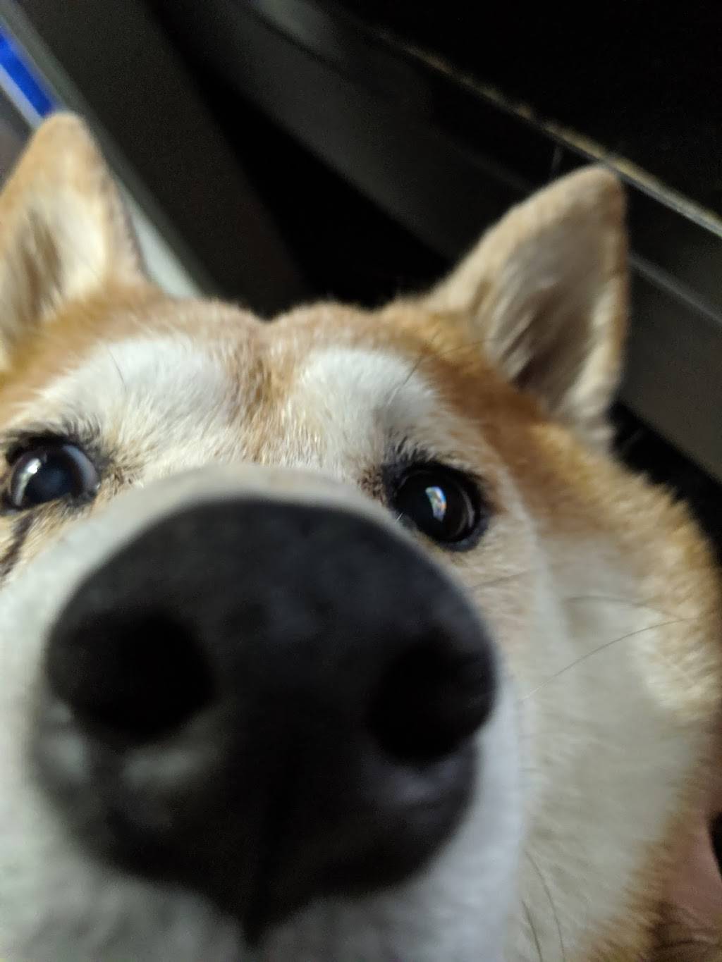 Trap House of Horrors | restaurant | 702 Venice, San Antonio, TX 78201, USA | 2103787777 OR +1 210-378-7777