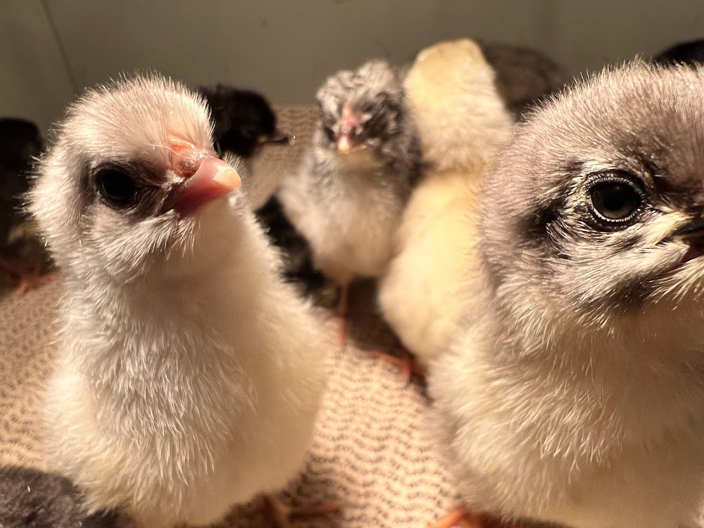 For His Glory Farm | restaurant | Lancewood Cir S, Port Orange, FL 32127, USA | 3863104047 OR +1 386-310-4047