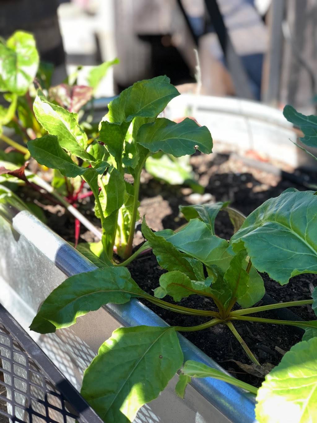 Supper | restaurant | 1215 Summit Ave, Richmond, VA 23230, USA | 8043530111 OR +1 804-353-0111