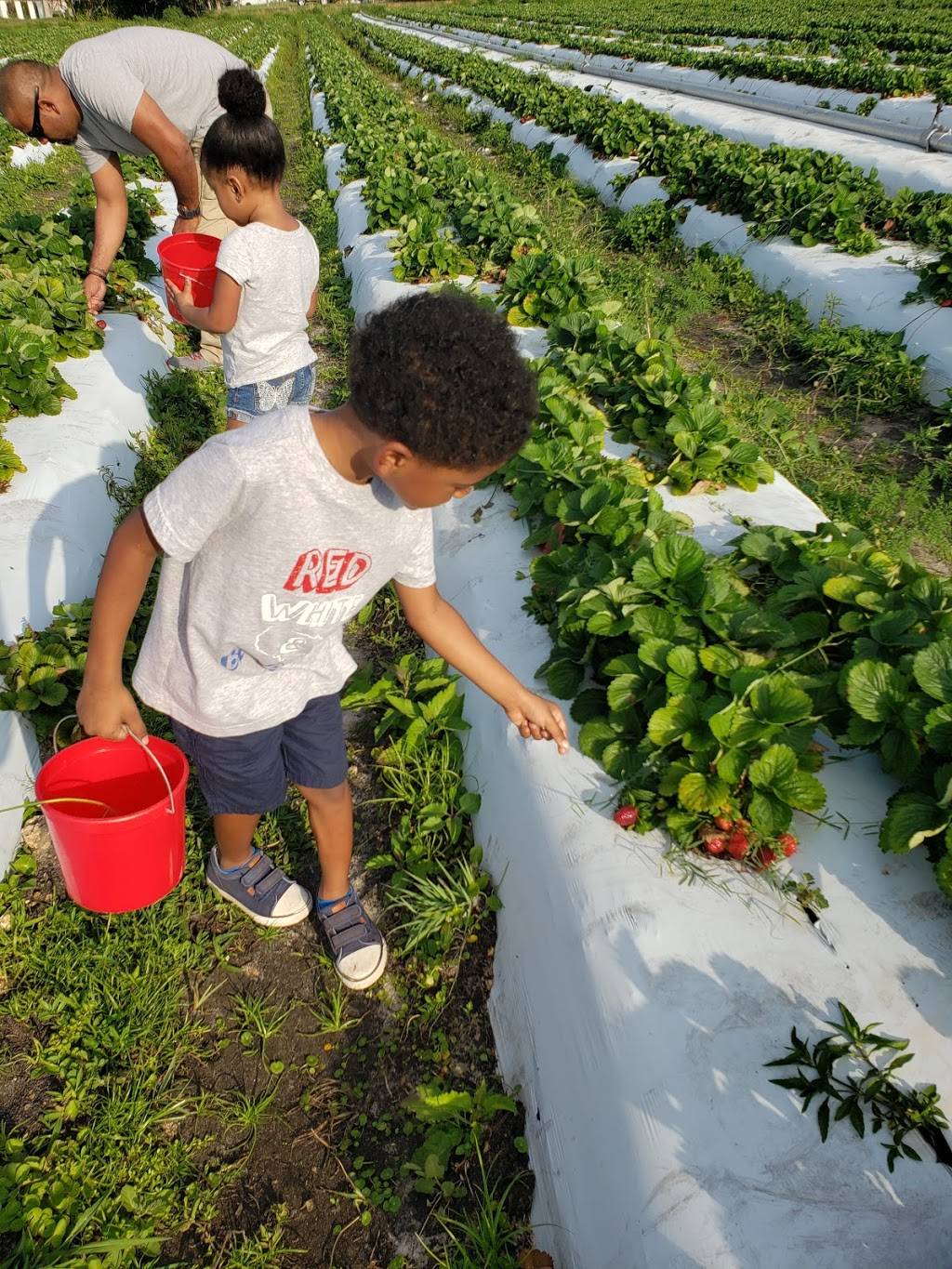 Family farms inc.U-Pick |  | 14950 SW 14th St, Davie, FL 33326, USA | 9548042850 OR +1 954-804-2850