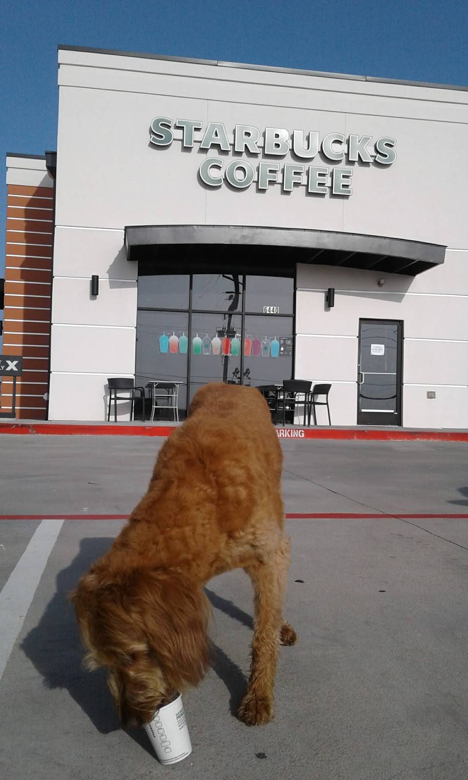 Starbucks | cafe | 6440 FM 1463, Fulshear, TX 77441, USA | 8326846682 OR +1 832-684-6682