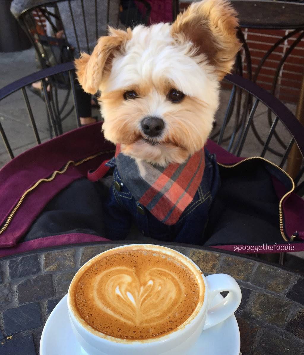 The Conservatory for Coffee, Tea & Cocoa | cafe | 10117 Washington Blvd, Culver City, CA 90232, USA | 3105580436 OR +1 310-558-0436