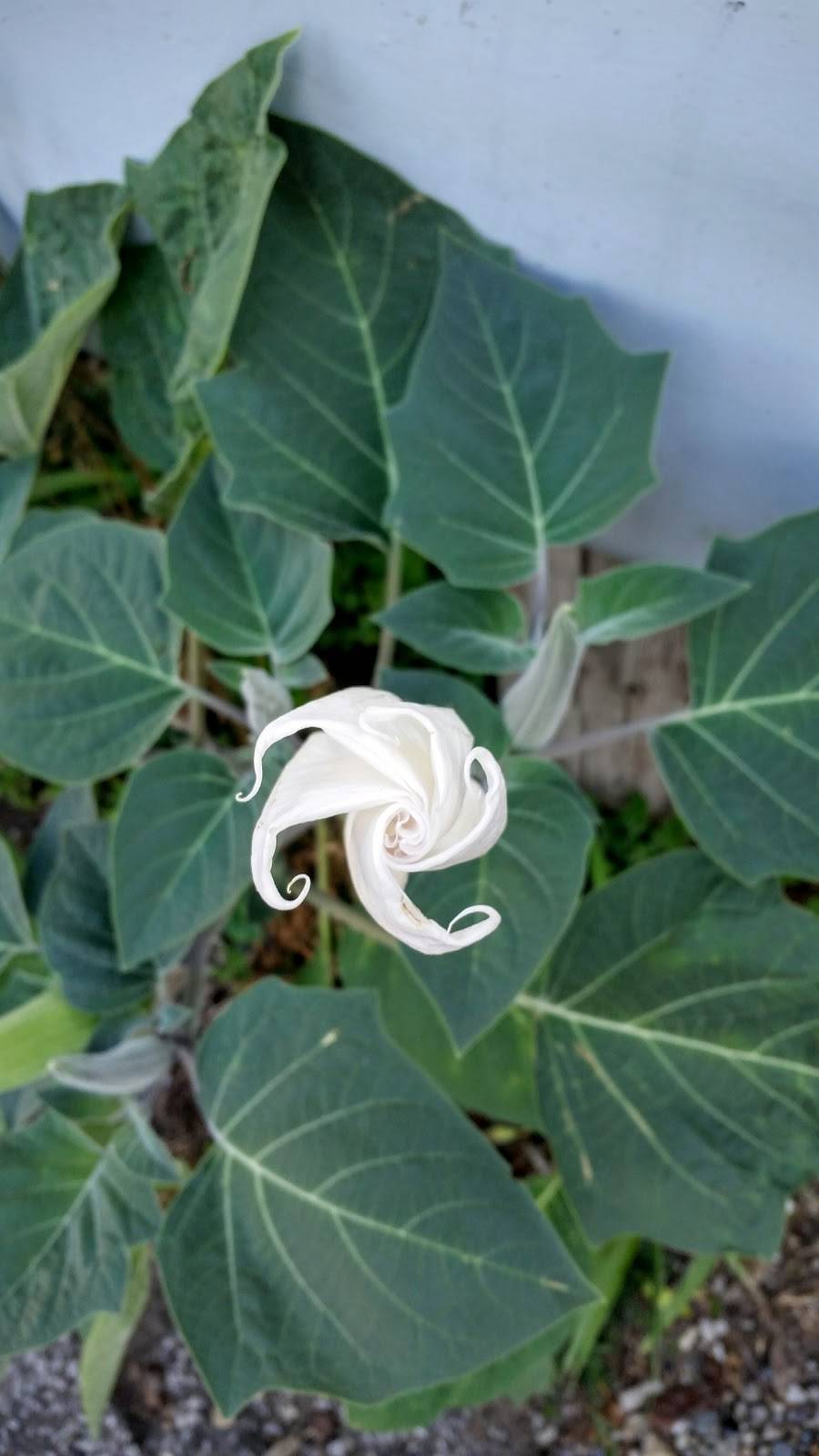 Nemeths Lounge | night club | 40 N State St, Painesville, OH 44077, USA | 4403521429 OR +1 440-352-1429