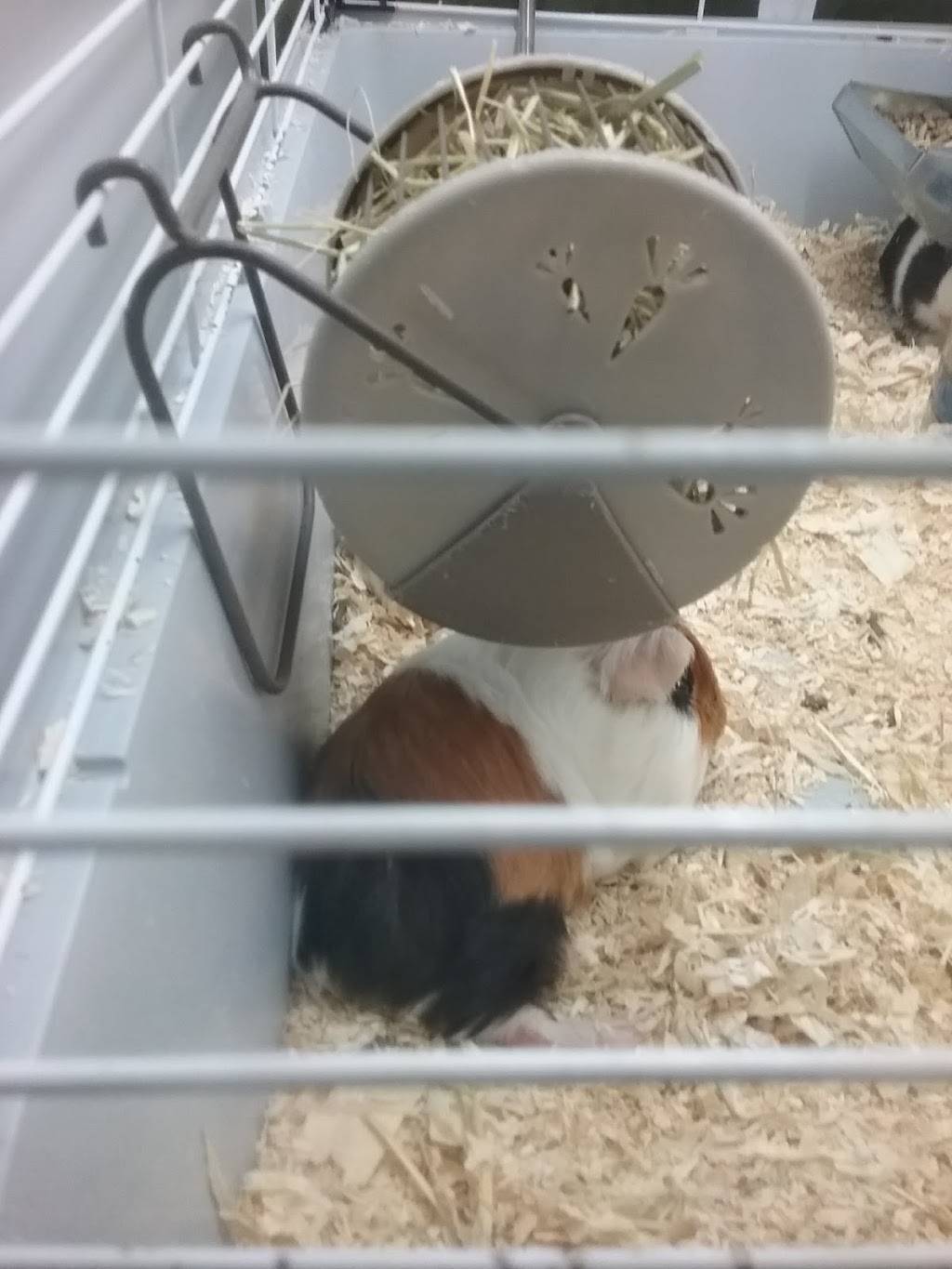 Le Gourmet | restaurant | 902 Boulevard des Bois Francs S, Victoriaville, QC G6P 5V8, Canada | 8193579715 OR +1 819-357-9715