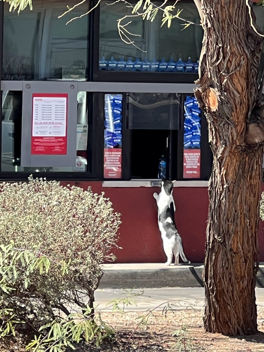 Jack in the Box | restaurant | 832 W Birch St, Calexico, CA 92231, USA | 7603576508 OR +1 760-357-6508