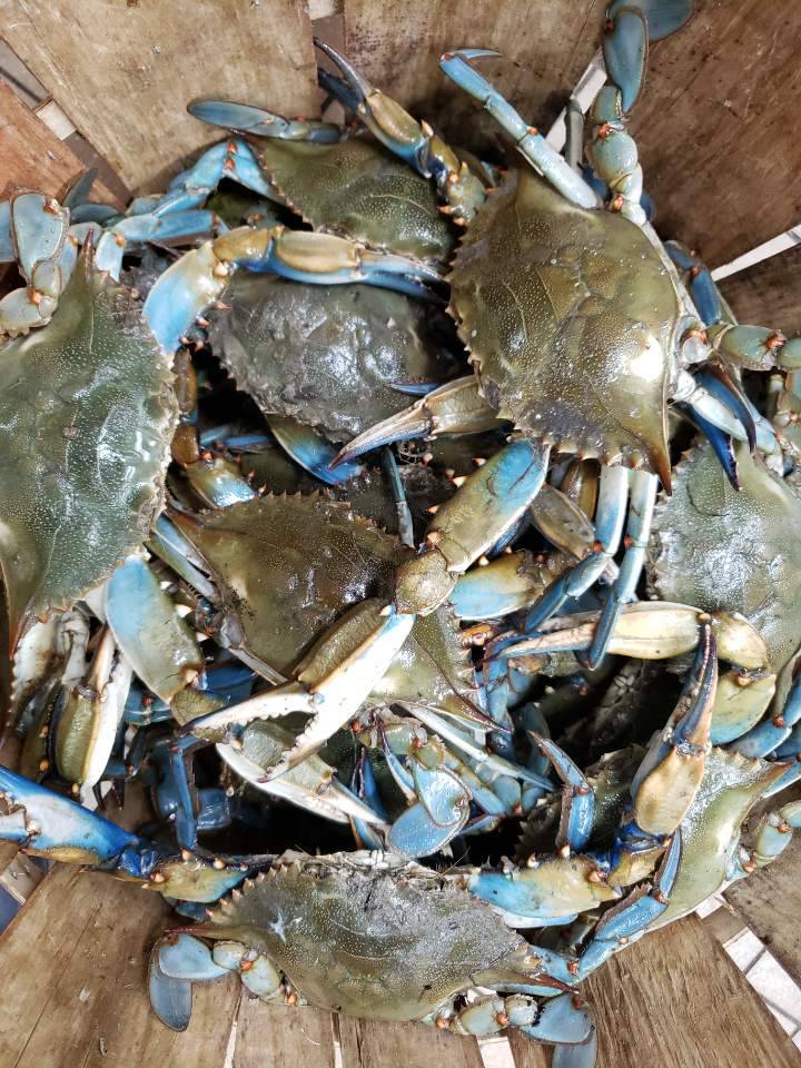 Ocean World Seafood | restaurant | 4814 Government Rd, Richmond, VA 23231, USA | 8042221124 OR +1 804-222-1124