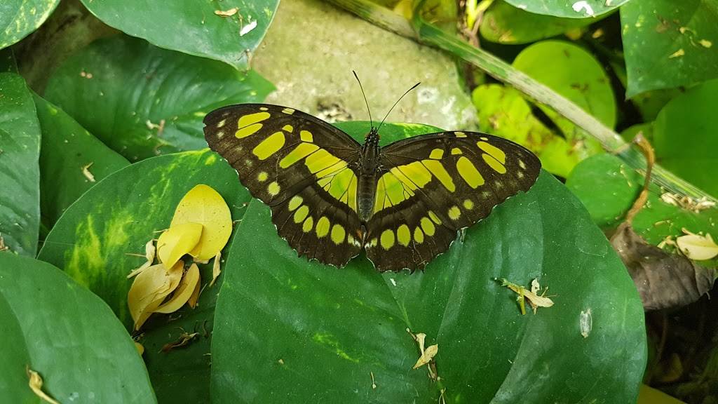 Cambridge Butterfly Conservatory | restaurant | 2500 Kossuth Rd, Cambridge, ON N3H 4R7, Canada | 5196531234 OR +1 519-653-1234