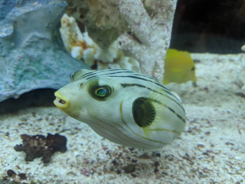 SoHo Restaurants | restaurant | 811 S Howard Ave, Tampa, FL 33606, USA | 8132585893 OR +1 813-258-5893