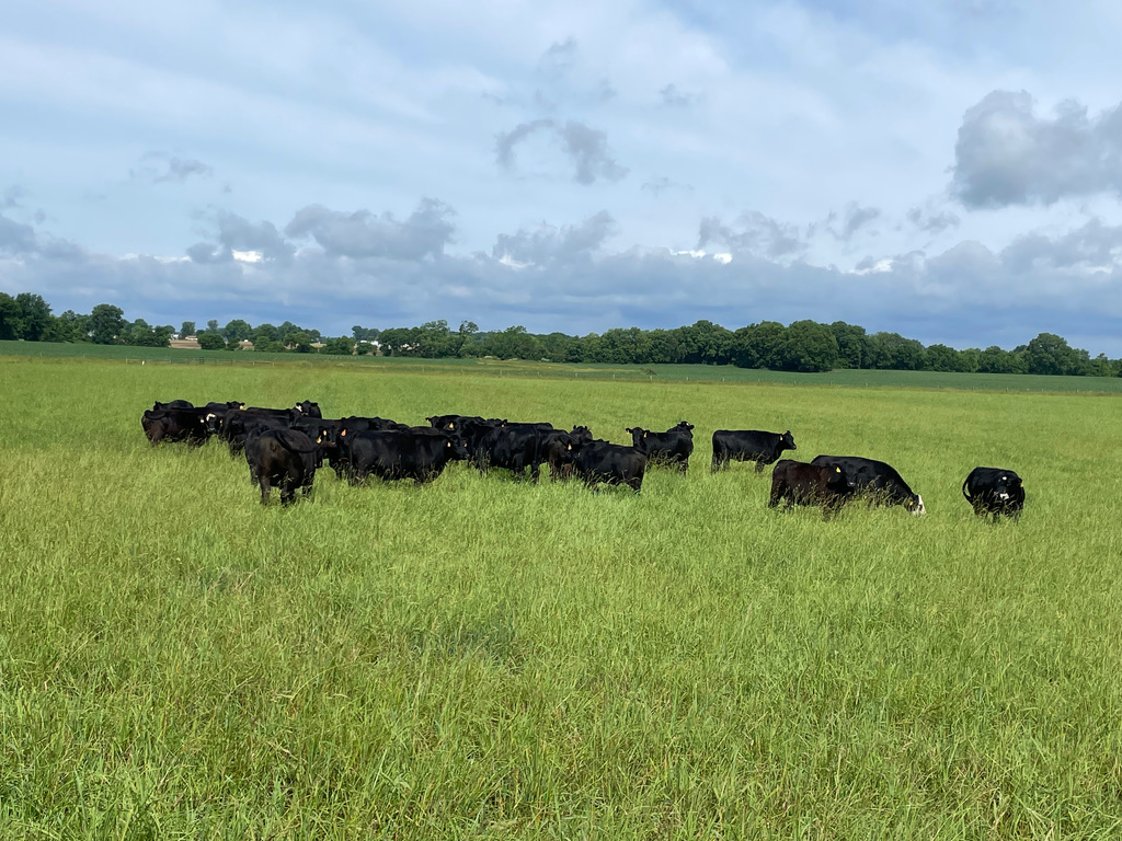 Blystone Farm Butcher Shop, Bakery |  | 8677 Oregon Rd, Canal Winchester, OH 43110, USA | 6148331211 OR +1 614-833-1211