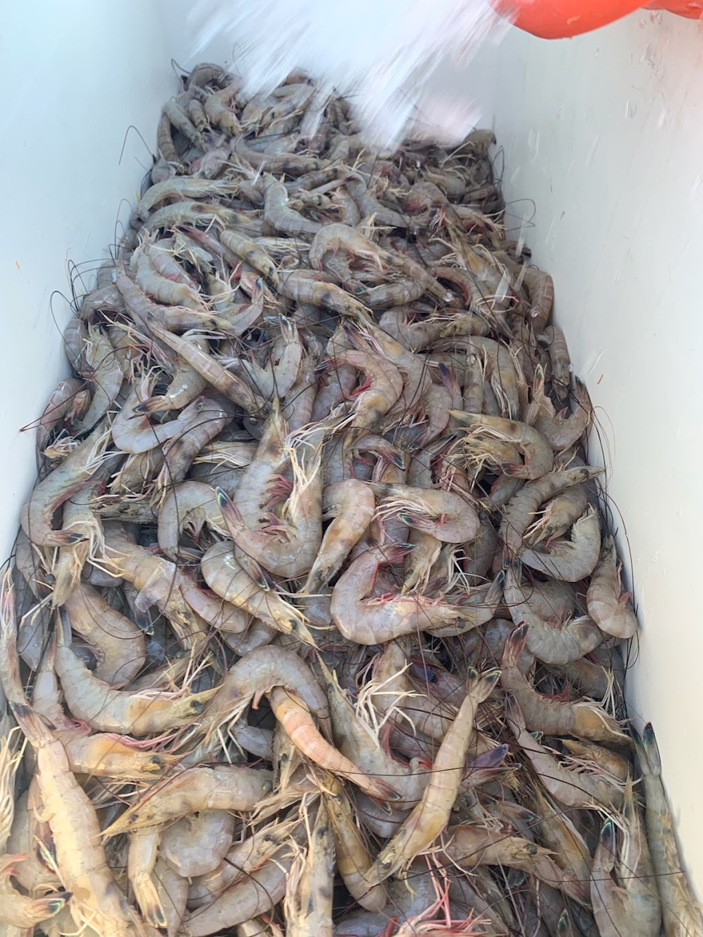 The Shrimp Lady | restaurant | 5523 US-43, Satsuma, AL 36572, USA | 2512883834 OR +1 251-288-3834