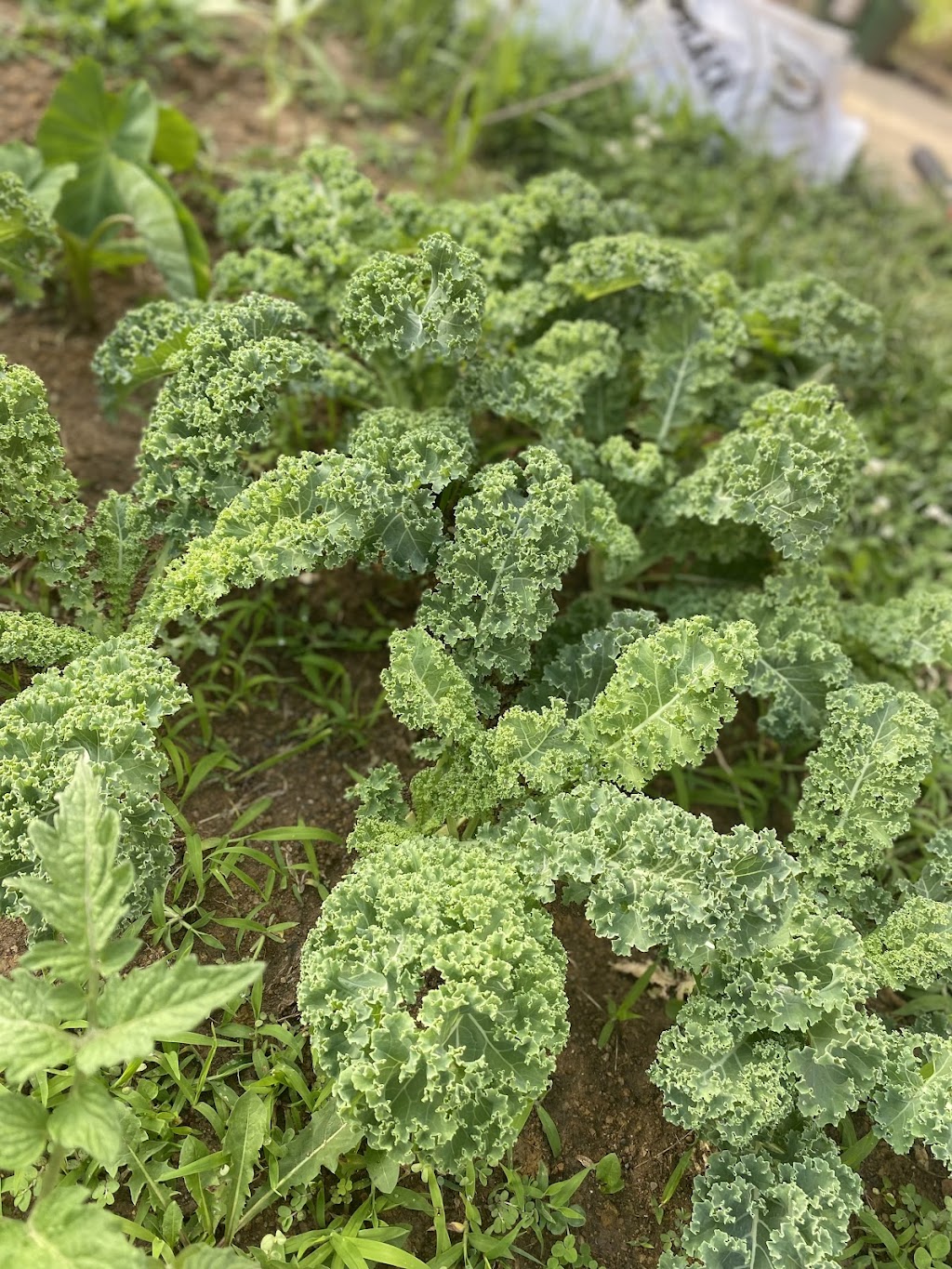 Aspired Vegan | restaurant | 6010 Vine St, Elmwood Place, OH 45216, USA | 8596306915 OR +1 859-630-6915