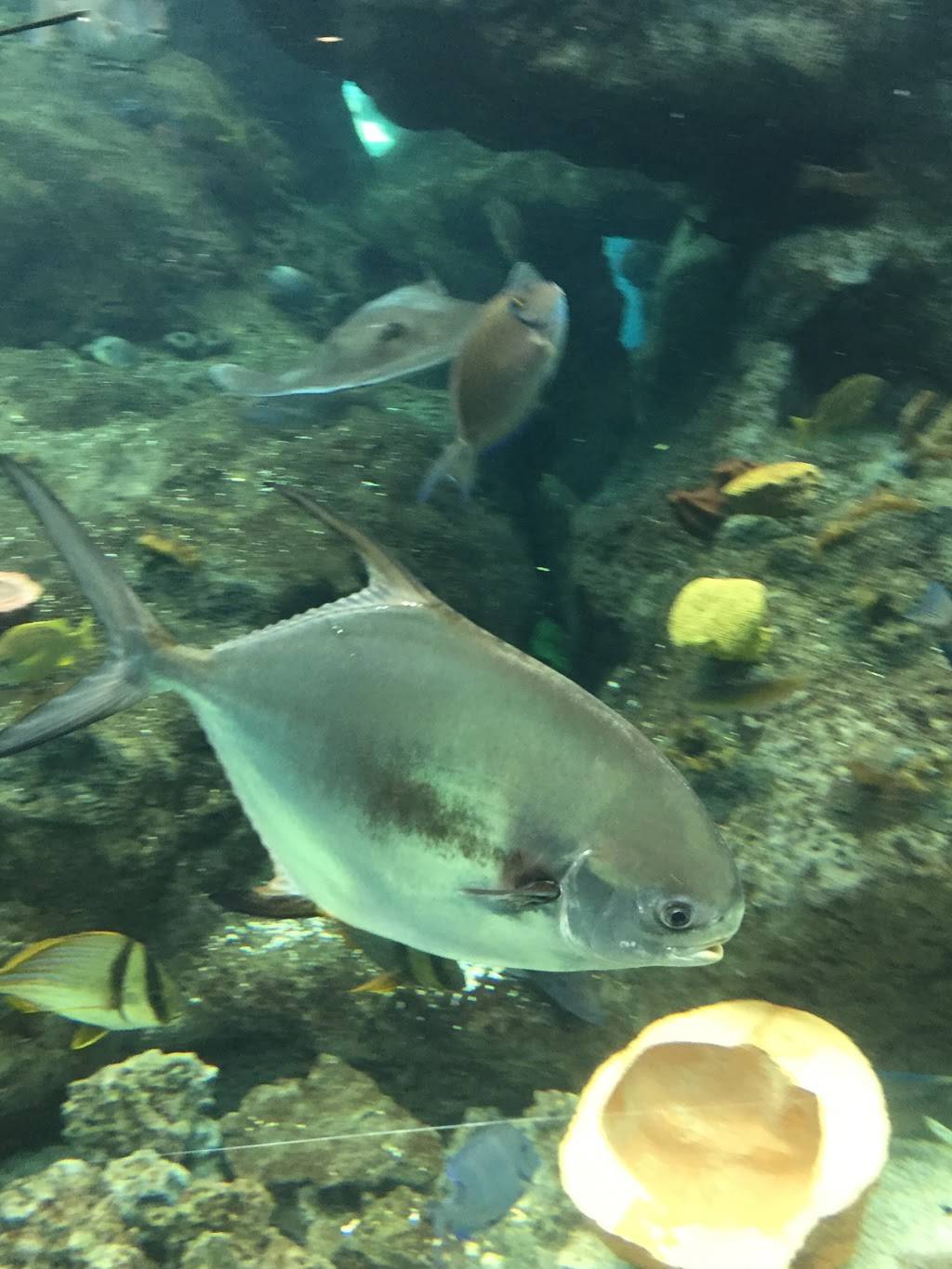 Hot Wok | meal takeaway | 1240 Kingsway Rd, Brandon, FL 33510, USA | 8136549333 OR +1 813-654-9333