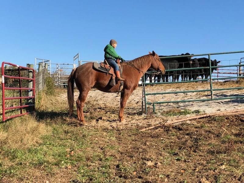 Circle P Farms | restaurant | 500 B Hayes Rd, Bowling Green, KY 42103, USA | 2704215603 OR +1 270-421-5603