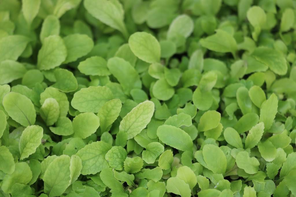 Organicaworld LLC | restaurant | 3145 Austin Merritt Rd, Groveland, FL 34736, USA | 3524354570 OR +1 352-435-4570