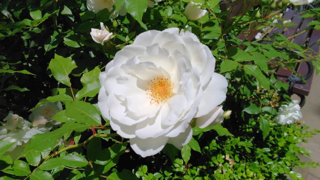 Johnny Rockets | restaurant | 875 W Promontory, Farmington, UT 84025, USA | 8014514621 OR +1 801-451-4621