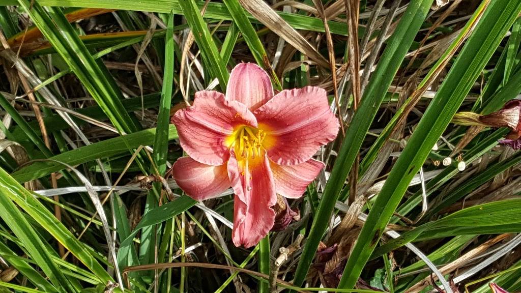 Diliberto Winery | restaurant | 250 Manor Ln, Riverhead, NY 11901, USA | 6317223416 OR +1 631-722-3416