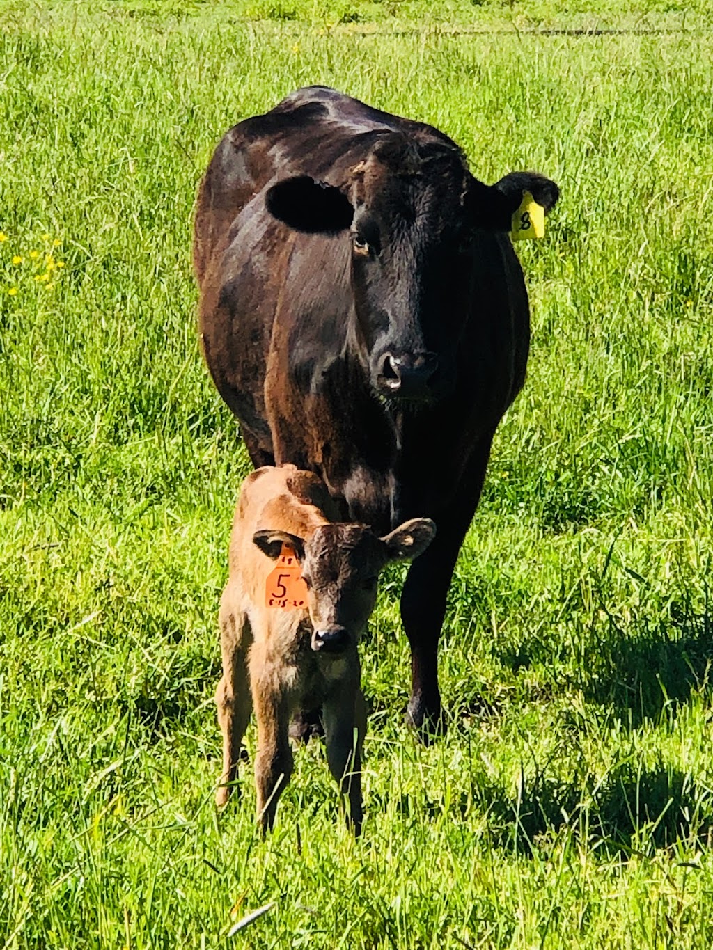 Oostema Wagyu Beef | restaurant | 8402 Northwood Rd, Lynden, WA 98264, USA | 3608151494 OR +1 360-815-1494