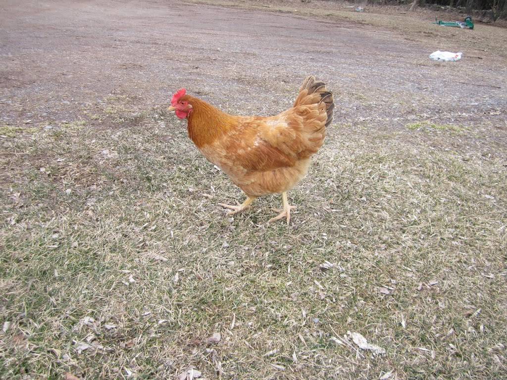 Mid Valley Organics, Inc. | restaurant | 13 Cortez Rd, Lake Ariel, PA 18436, USA | 5709379539 OR +1 570-937-9539