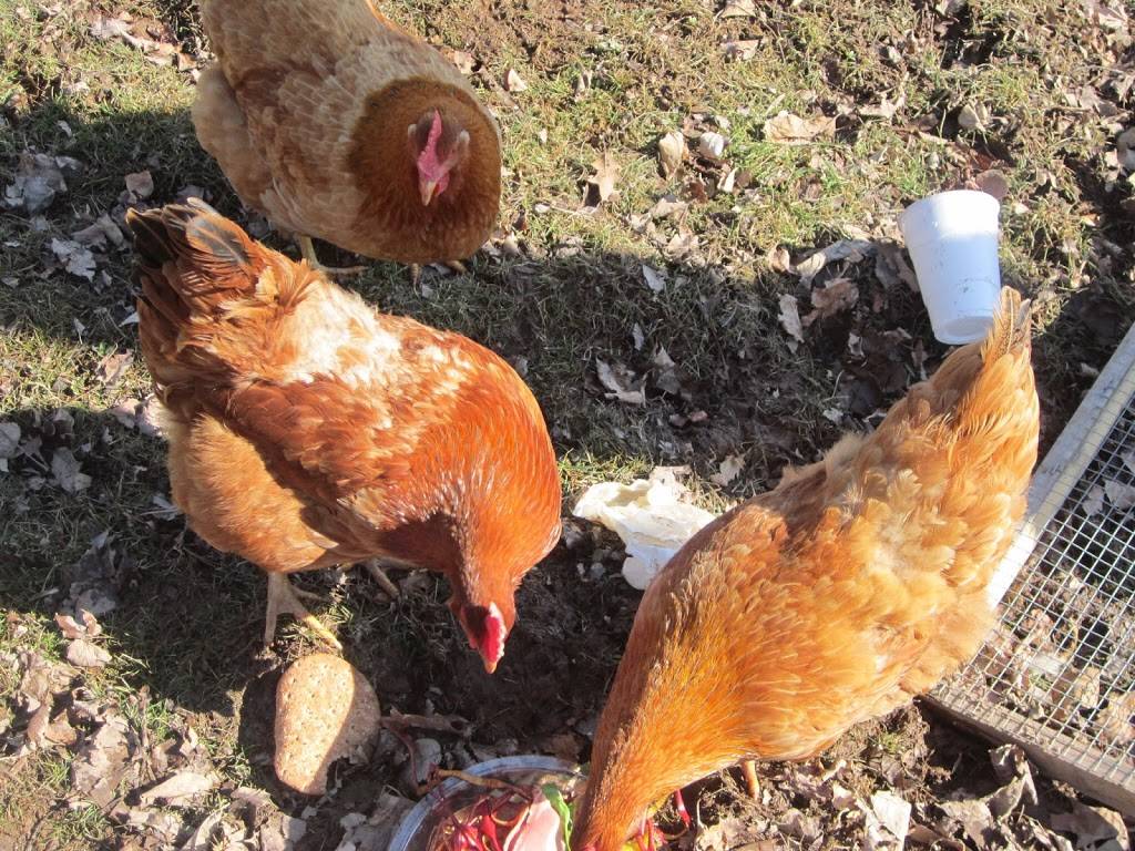 Mid Valley Organics, Inc. | restaurant | 13 Cortez Rd, Lake Ariel, PA 18436, USA | 5709379539 OR +1 570-937-9539