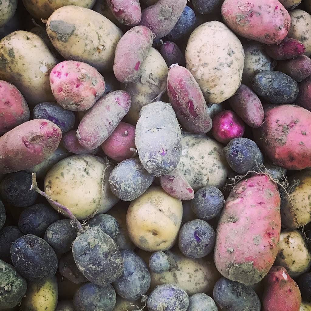 Carriage House Farm Market | restaurant | 2872 Lawrenceburg, North Bend, OH 45052, USA | 5139671106 OR +1 513-967-1106