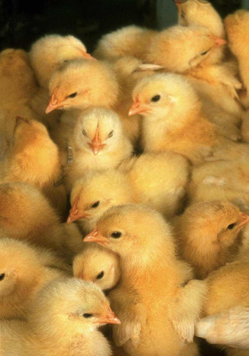 FoxPremiumEggs | restaurant | 50880 MN-30, Amboy, MN 56010, USA | 5079958618 OR +1 507-995-8618