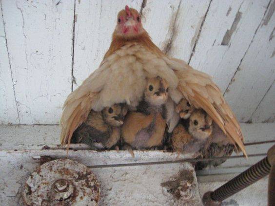 Mill Valley Chickens | restaurant | 106 Lomita Dr, Mill Valley, CA 94941, USA | 4153898216 OR +1 415-389-8216