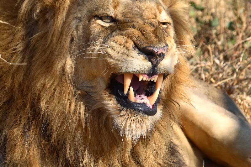 Handys Catering | restaurant | 554 Columbia Rd, Dorchester, MA 02125, USA | 6173793749 OR +1 617-379-3749