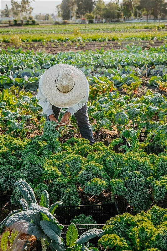 Campesino Café | restaurant | 32701 Alipaz St, San Juan Capistrano, CA 92675, USA | 9496616063 OR +1 949-661-6063