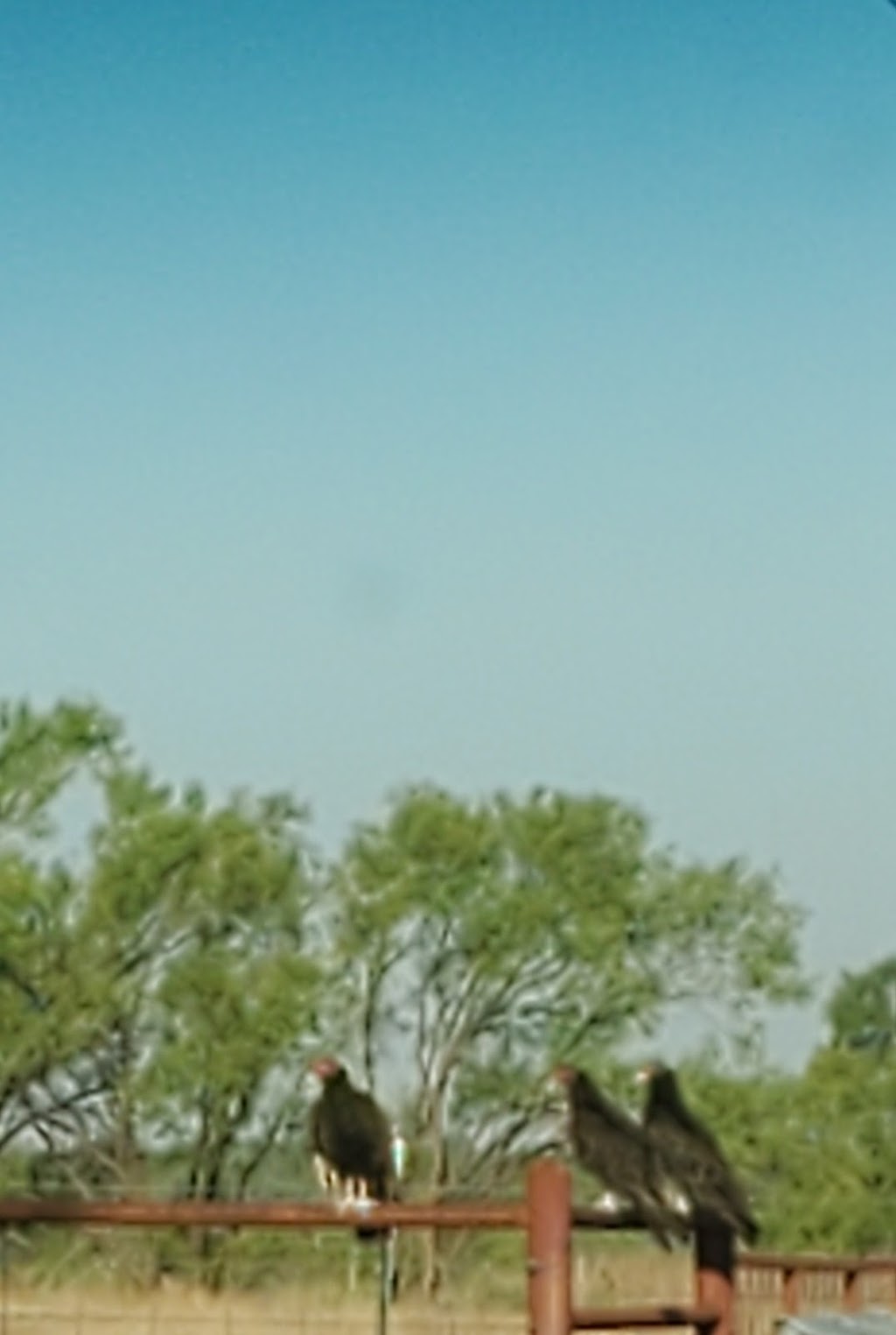 Gas n Grub | restaurant | 2001 TX-208 BUS, 2001 TX-208 Apt 1, Colorado City, TX 79512, USA | 3257283622 OR +1 325-728-3622