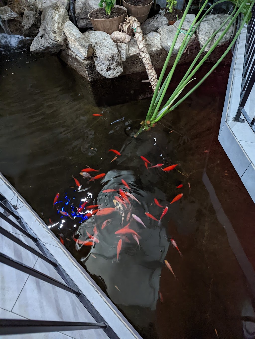 Koi Japanese Bistro | restaurant | 1920 29th St Suite A, Sacramento, CA 95816, USA | 9166198569 OR +1 916-619-8569