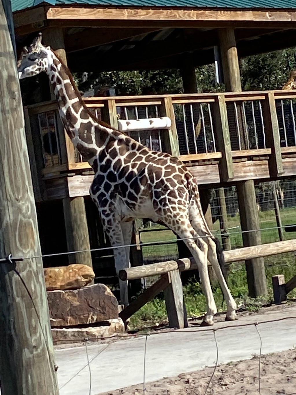 Wild Florida Airboats & Gator Park | restaurant | 3301 Lake Cypress Rd, Kenansville, FL 34739, USA | 4079573135 OR +1 407-957-3135