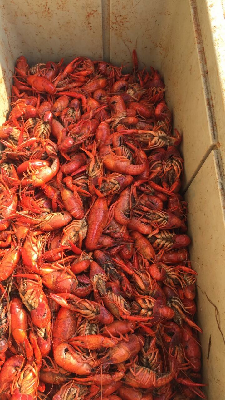 Crawdaddies House | restaurant | 509 S Rock St, Sheridan, AR 72150, USA | 8704840586 OR +1 870-484-0586