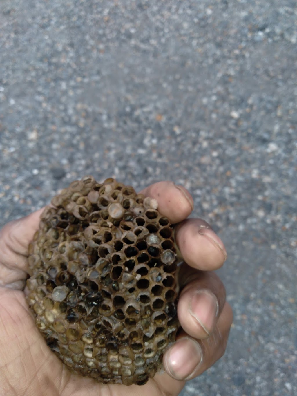 Taco Bell | restaurant | 2944 Macon Rd, Columbus, GA 31906, USA | 3343840320 OR +1 334-384-0320