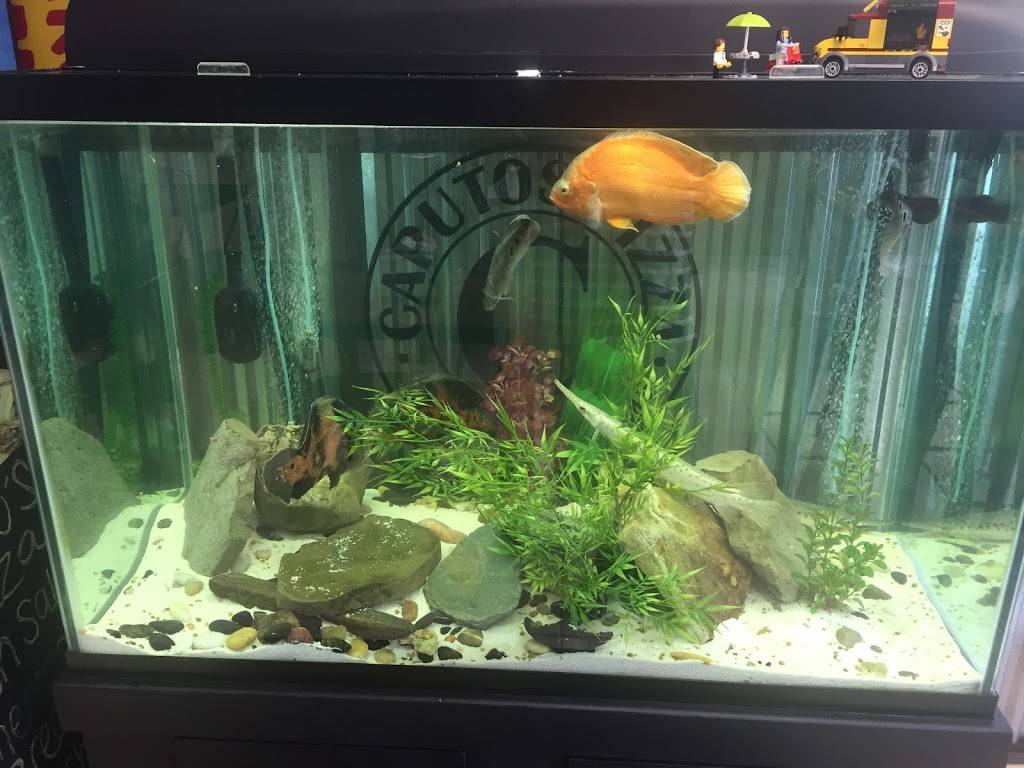 Caputos Pizzeria | restaurant | 36 James St, Middletown, NY 10940, USA | 8453421222 OR +1 845-342-1222