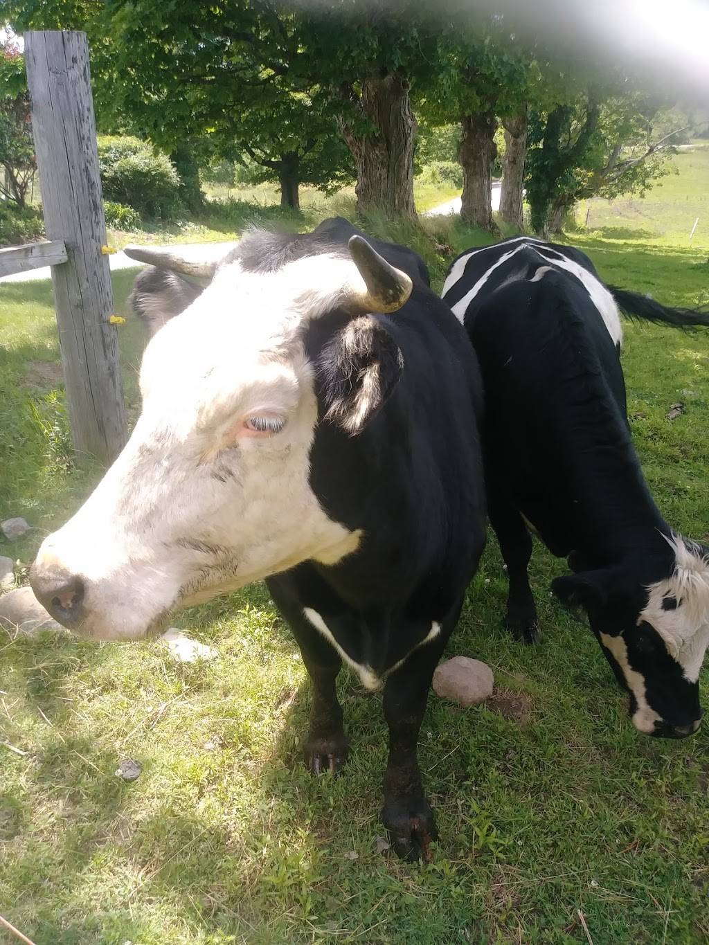 Schultz Farm and Barnside Cafe | cafe | 163 Maple Ave, Rutland, MA 01543, USA | 7742340405 OR +1 774-234-0405