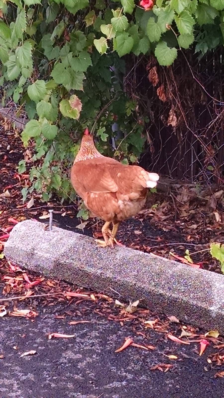 Angelos Northwood Villa | restaurant | 6630 S Dixie Hwy, Erie, MI 48133, USA | 7348485511 OR +1 734-848-5511