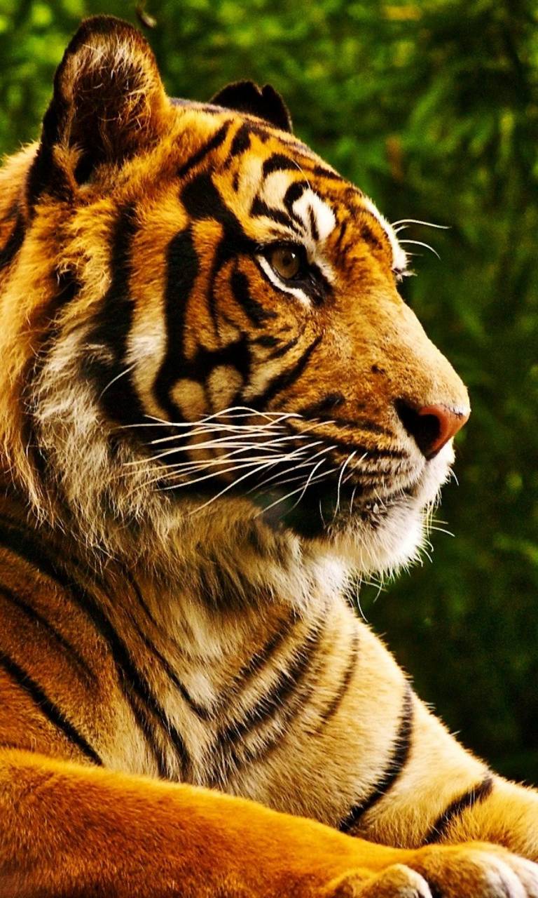 The Bruncheonette | restaurant | 424 N Main St, Joplin, MO 64801, USA | 4177813447 OR +1 417-781-3447