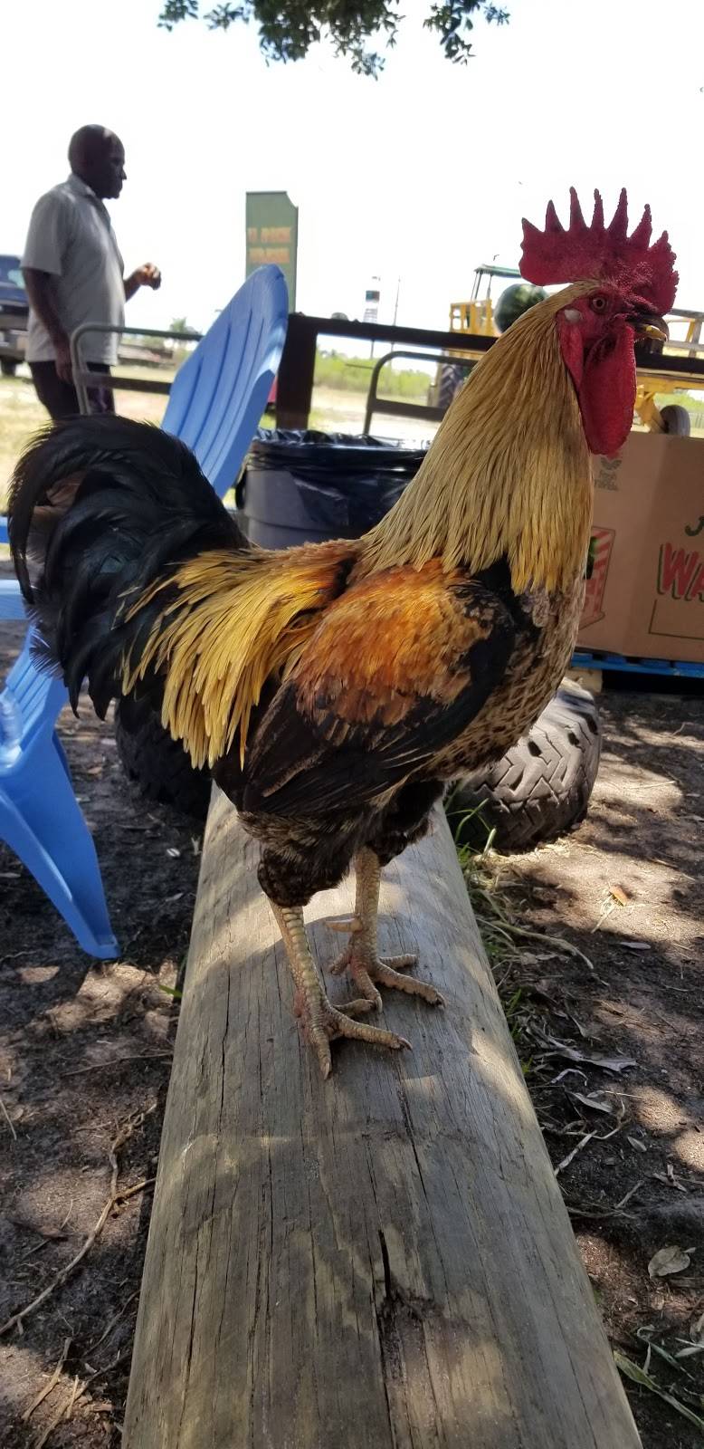 Family farms inc.U-Pick |  | 14950 SW 14th St, Davie, FL 33326, USA | 9548042850 OR +1 954-804-2850