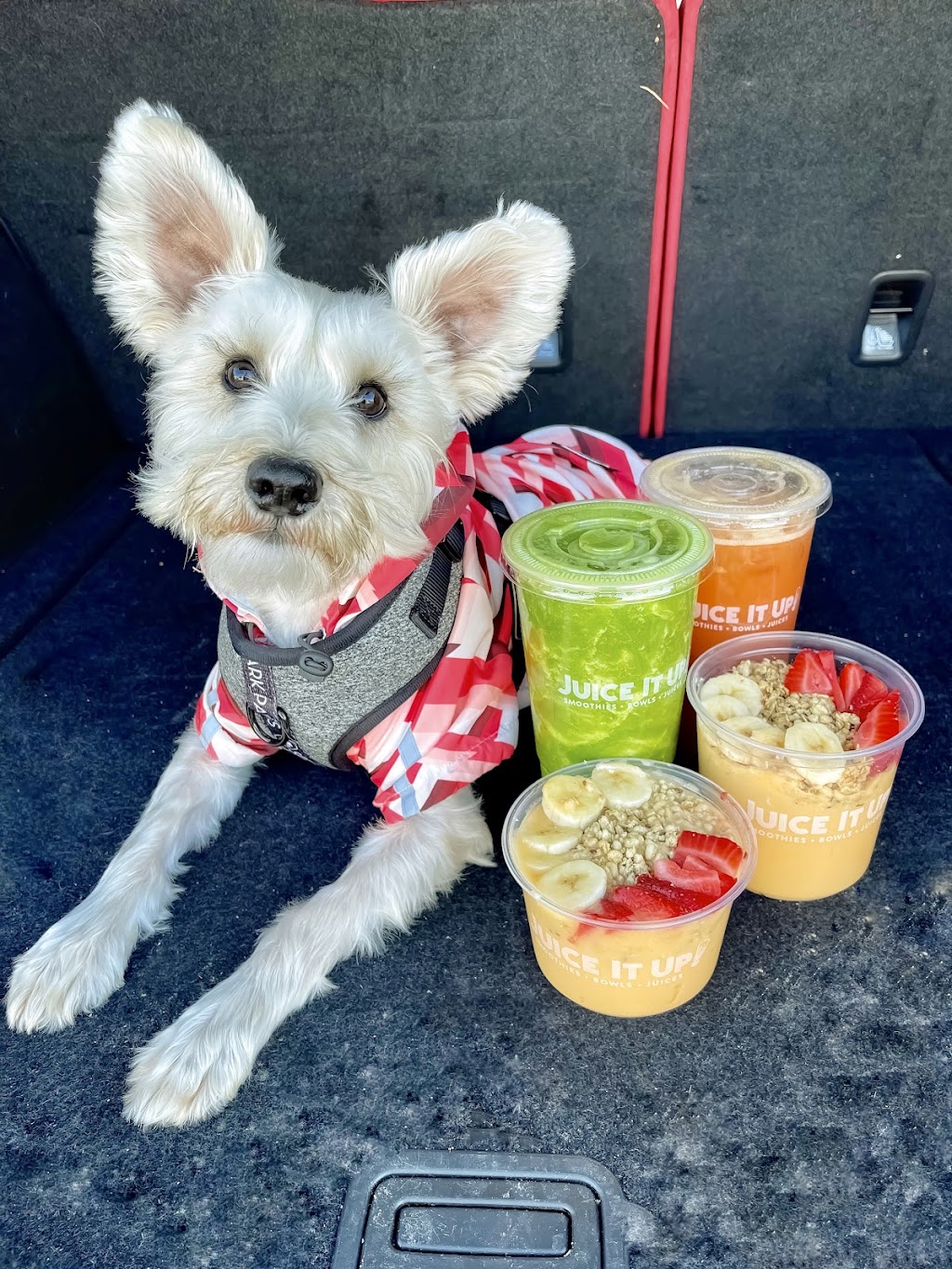 Juice It Up! | restaurant | 6864 Katella Ave, Cypress, CA 90630, USA | 7148943779 OR +1 714-894-3779