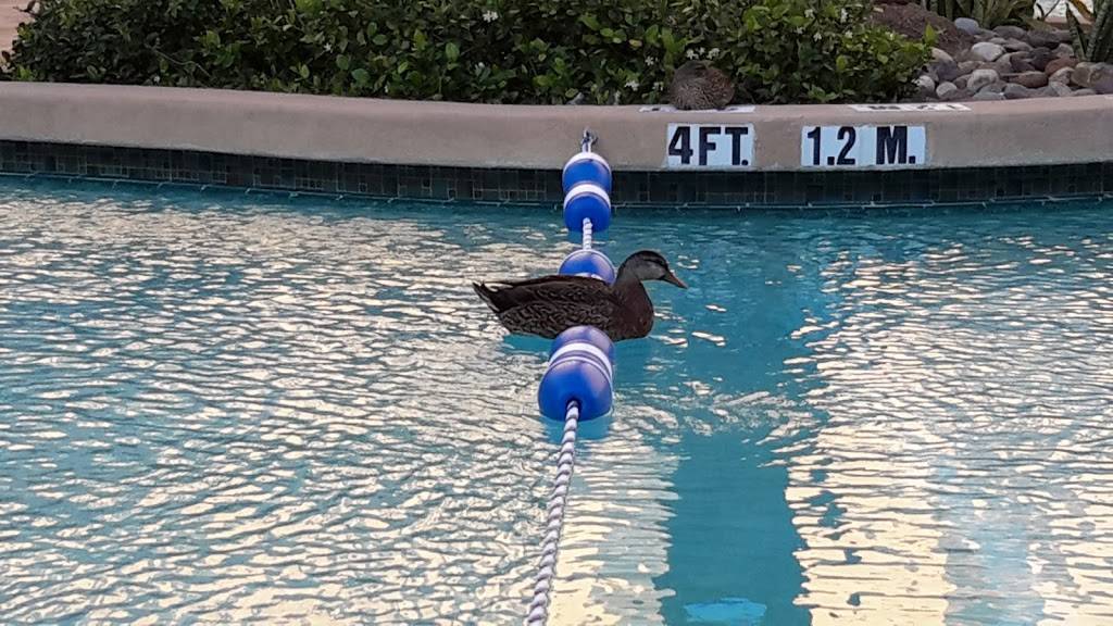 39 Poolside Bar & Grill | restaurant | 9700 Pointe Plaza Ave, Orlando, FL 32819, USA | 4079969700 OR +1 407-996-9700