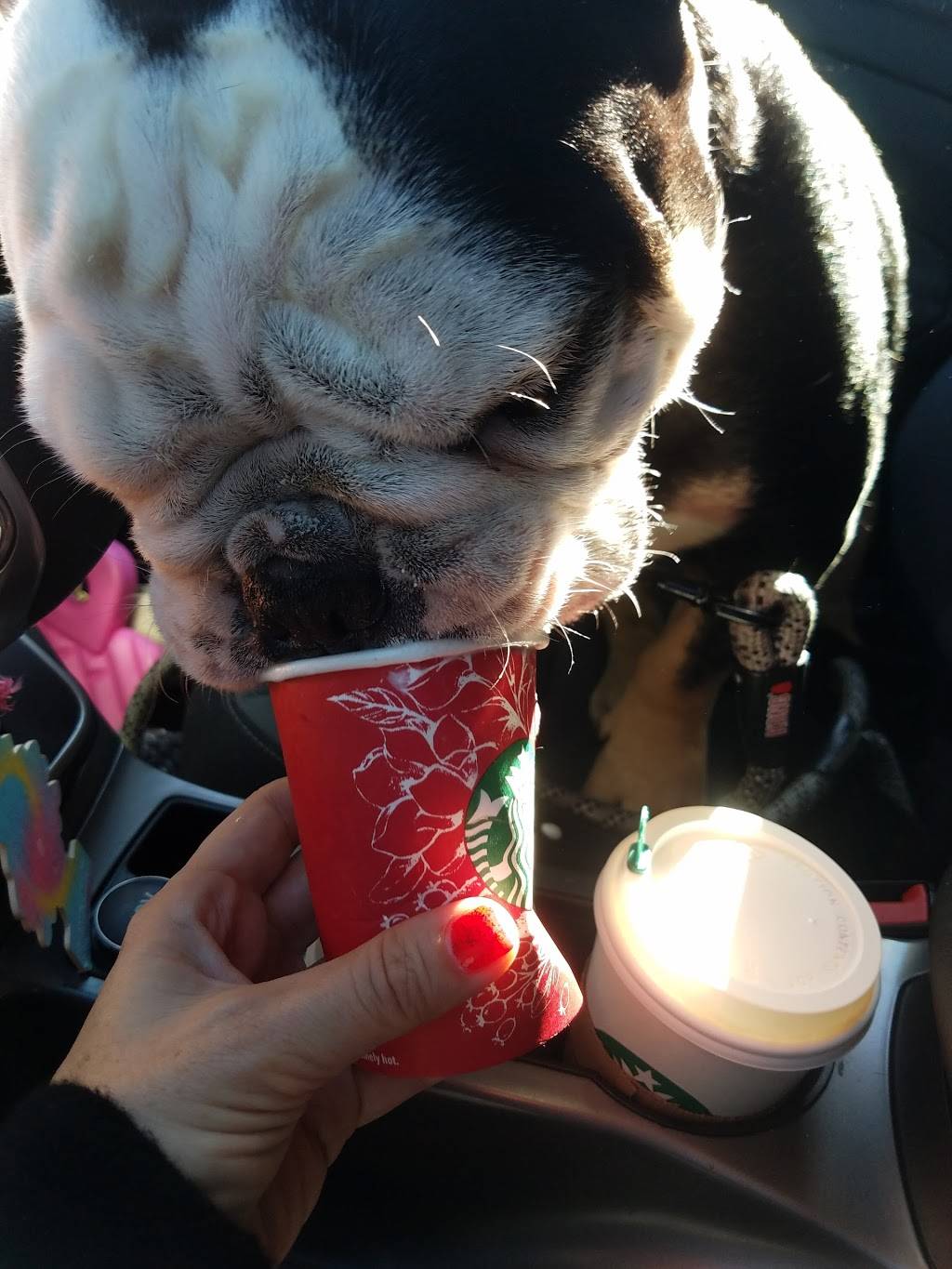 Starbucks | cafe | 10001 Adams Ave, Huntington Beach, CA 92646, USA | 7149623478 OR +1 714-962-3478