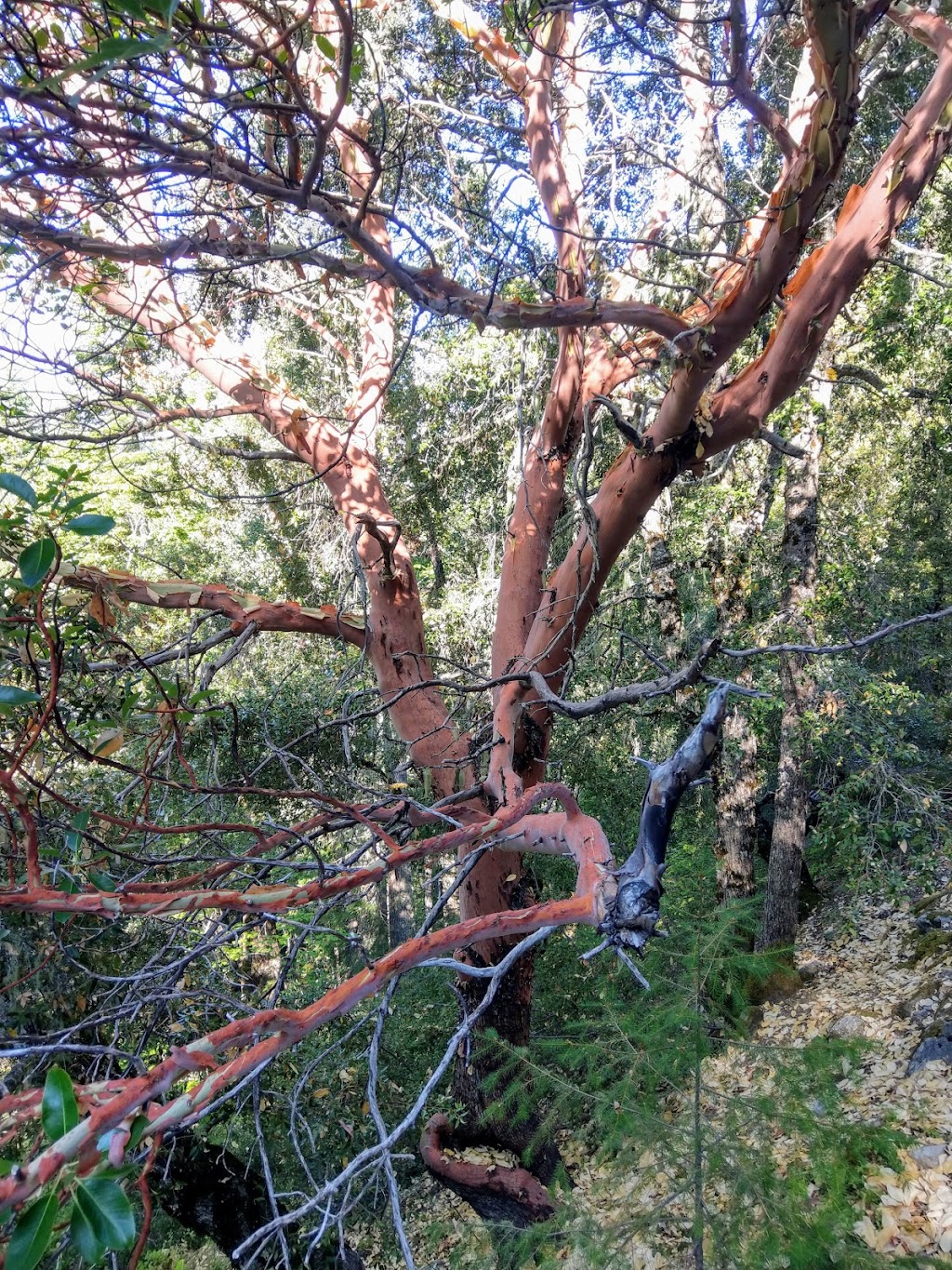 Chateau at the Oregon Caves | restaurant | 20000 Caves Hwy, Cave Junction, OR 97523, USA | 5415923400 OR +1 541-592-3400