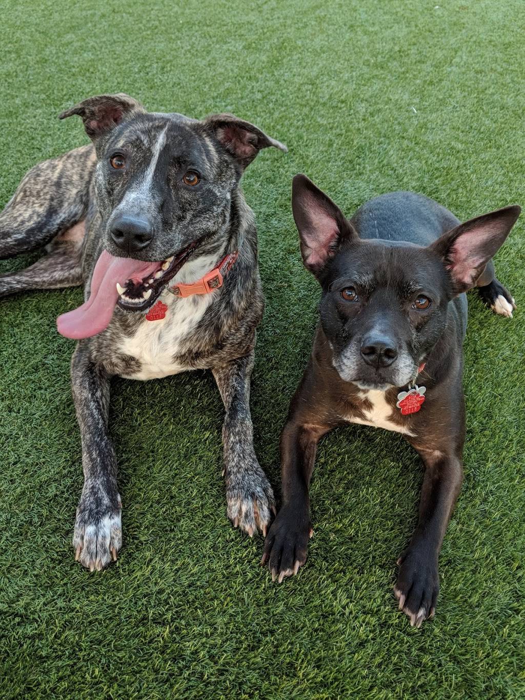 Play Wash Pint | restaurant | 113 Johnson St, Chattanooga, TN 37408, USA | 4236432275 OR +1 423-643-2275