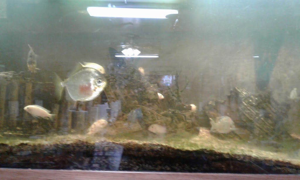 JJs BBQ | restaurant | 1000 E Main St, El Dorado, AR 71730, USA | 8708621777 OR +1 870-862-1777