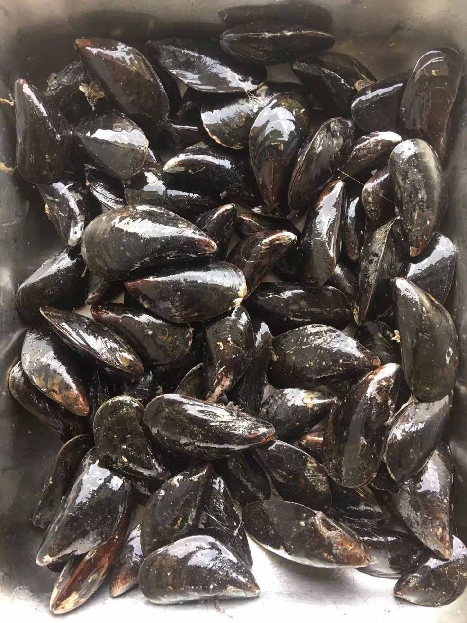 WILD ATLANTIC SEAFOOD | restaurant | 622 Cassat Ave, Jacksonville, FL 32205, USA | 9045517595 OR +1 904-551-7595