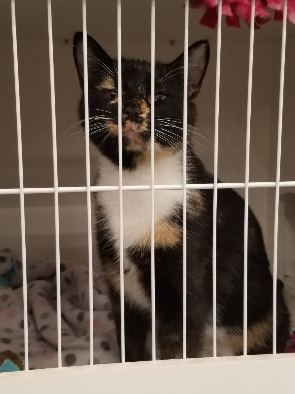 Pet Supplies Plus Fitchburg | restaurant | 2928 Hardrock Rd, Fitchburg, WI 53719, USA | 6084165767 OR +1 608-416-5767