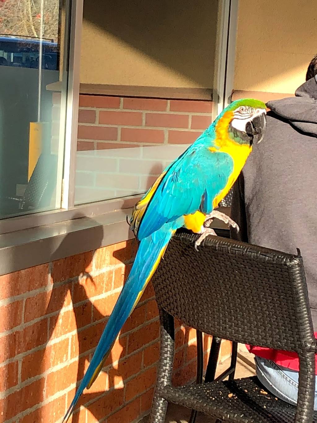 Starbucks | cafe | 2755 Yulupa Ave, Santa Rosa, CA 95405, USA | 7075452738 OR +1 707-545-2738