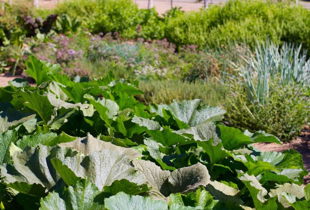 Pasquinis Fine Italian Food | restaurant | 6241 CA-99, Live Oak, CA 95953, USA | 5306953384 OR +1 530-695-3384